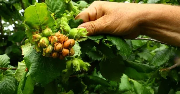 Hazelnut Harvest Begins: Producers Are Satisfied